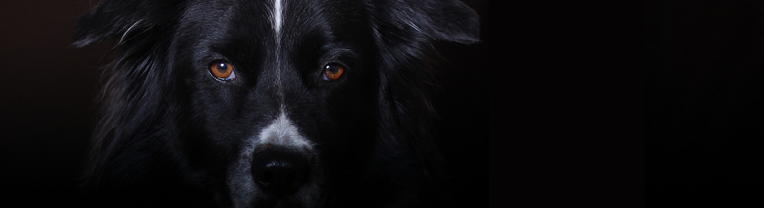 DGHV Hundeverband für Deutschland